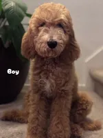 Standard Goldendoodle , a male Goldendoodle and Golden Retriever for sale in Tracy, CA – 3 of 4