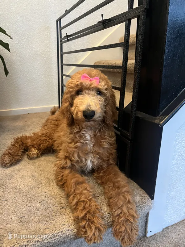 Standard Goldendoodles – Goldendoodle puppy for sale in Tracy, CA
