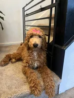 Standard Goldendoodles, a female Goldendoodle for sale in Tracy, CA – 1 of 2