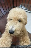 Standard Goldendoodle , a male Goldendoodle and Golden Retriever for sale in Tracy, CA – 4 of 5