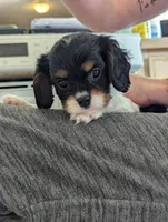 Opal, a female Cavalier King Charles Spaniel for sale in Medford, OR – 4 of 4