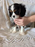 processed/3ecedac2-33ea-4290-a0cc-ecc2d871728d/listing/08c0a061-80f9-4974-a0a8-0e36fbd3fbeb/0849a20c-fd7e-4c68-85fd-9f5c51ed855b