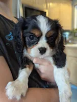 processed/3ecedac2-33ea-4290-a0cc-ecc2d871728d/listing/08c0a061-80f9-4974-a0a8-0e36fbd3fbeb/c245bade-0258-4de3-9b99-6dd997bfd107