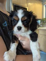 processed/3ecedac2-33ea-4290-a0cc-ecc2d871728d/listing/08c0a061-80f9-4974-a0a8-0e36fbd3fbeb/c6274683-349c-4ed6-8c02-eca311298f64