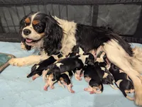 Jasper, a male Cavalier King Charles Spaniel for sale in Medford, OR – 4 of 5