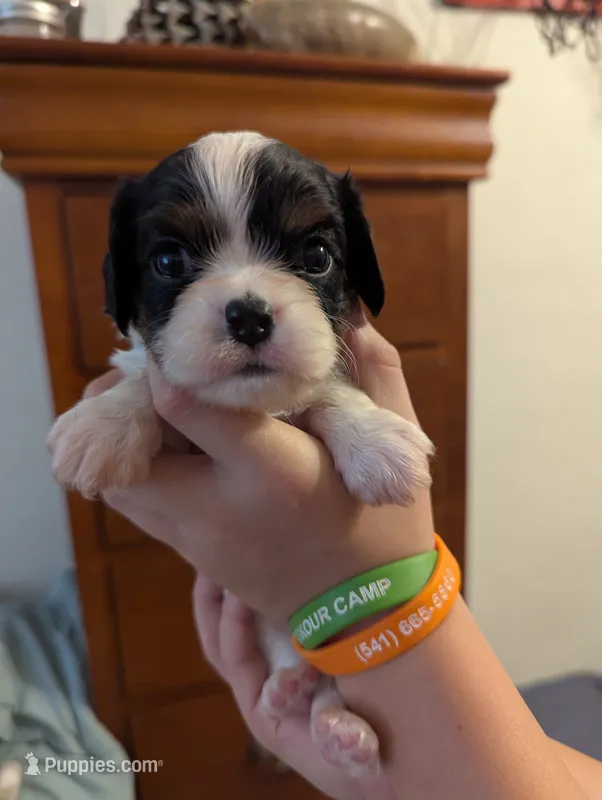 Agate – Cavalier King Charles Spaniel puppy for sale in Medford, OR