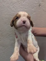 Jasper, a male Cavalier King Charles Spaniel for sale in Medford, OR – 3 of 5