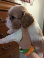 Jasper, a male Cavalier King Charles Spaniel for sale in Medford, OR – 3 of 8