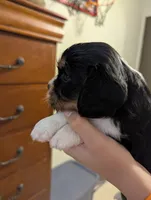 Amethyst , a female Cavalier King Charles Spaniel for sale in Medford, OR – 2 of 5
