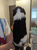 Garnet, a female Cavalier King Charles Spaniel for sale in Medford, OR – 2 of 4
