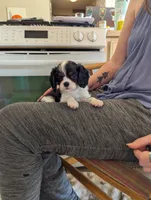 Agate, a male Cavalier King Charles Spaniel for sale in Medford, OR – 2 of 7