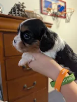 Garnet, a female Cavalier King Charles Spaniel for sale in Medford, OR – 3 of 4