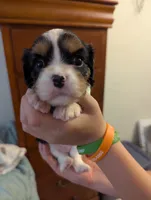 Garnet, a female Cavalier King Charles Spaniel for sale in Medford, OR – 1 of 4