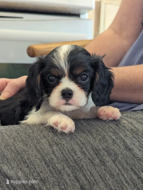 Agate – Cavalier King Charles Spaniel puppy for sale in Medford, OR