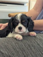 Agate, a male Cavalier King Charles Spaniel for sale in Medford, OR – 1 of 7