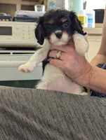 Opal, a female Cavalier King Charles Spaniel for sale in Medford, OR – 2 of 4