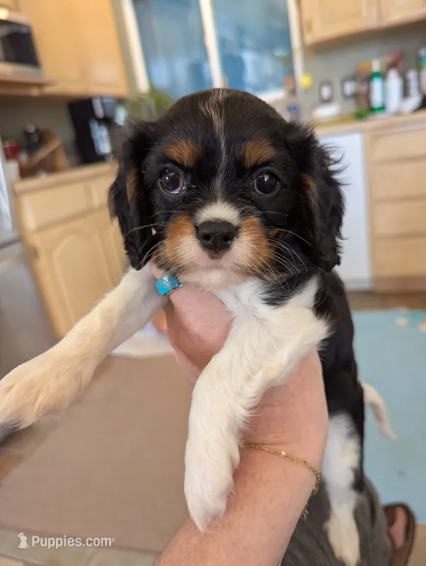 Peridot  – Cavalier King Charles Spaniel puppy for sale in Medford, OR