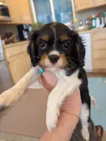 Peridot , a female Cavalier King Charles Spaniel for sale in Medford, OR – 1 of 4