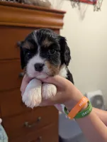 Amethyst , a female Cavalier King Charles Spaniel for sale in Medford, OR – 5 of 5