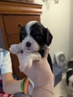 Agate, a male Cavalier King Charles Spaniel for sale in Medford, OR – 5 of 5