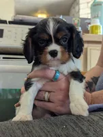 Obsidian , a male Cavalier King Charles Spaniel for sale in Medford, OR – 4 of 4