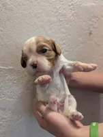 Jasper, a male Cavalier King Charles Spaniel for sale in Medford, OR – 2 of 5