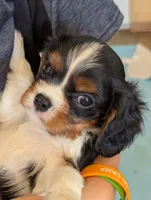 Obsidian , a male Cavalier King Charles Spaniel for sale in Medford, OR – 2 of 4