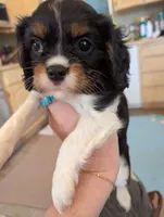 Peridot , a female Cavalier King Charles Spaniel for sale in Medford, OR – 3 of 4