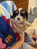 Garnet, a female Cavalier King Charles Spaniel for sale in Medford, OR – 4 of 4