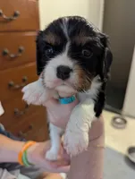 Amethyst , a female Cavalier King Charles Spaniel for sale in Medford, OR – 3 of 5