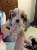 Jasper, a male Cavalier King Charles Spaniel for sale in Medford, OR – 2 of 8