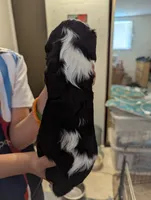 Amethyst , a female Cavalier King Charles Spaniel for sale in Medford, OR – 4 of 5
