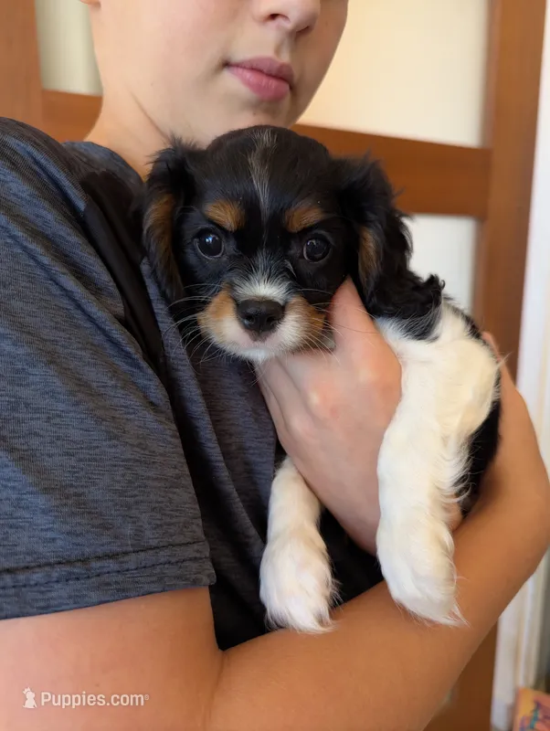 Peridot  – Cavalier King Charles Spaniel puppy for sale in Medford, OR