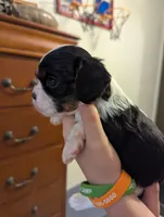 Agate, a male Cavalier King Charles Spaniel for sale in Medford, OR – 2 of 5