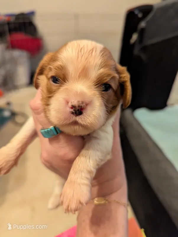 Jasper – Cavalier King Charles Spaniel puppy for sale in Medford, OR