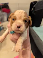Jasper, a male Cavalier King Charles Spaniel for sale in Medford, OR – 1 of 5