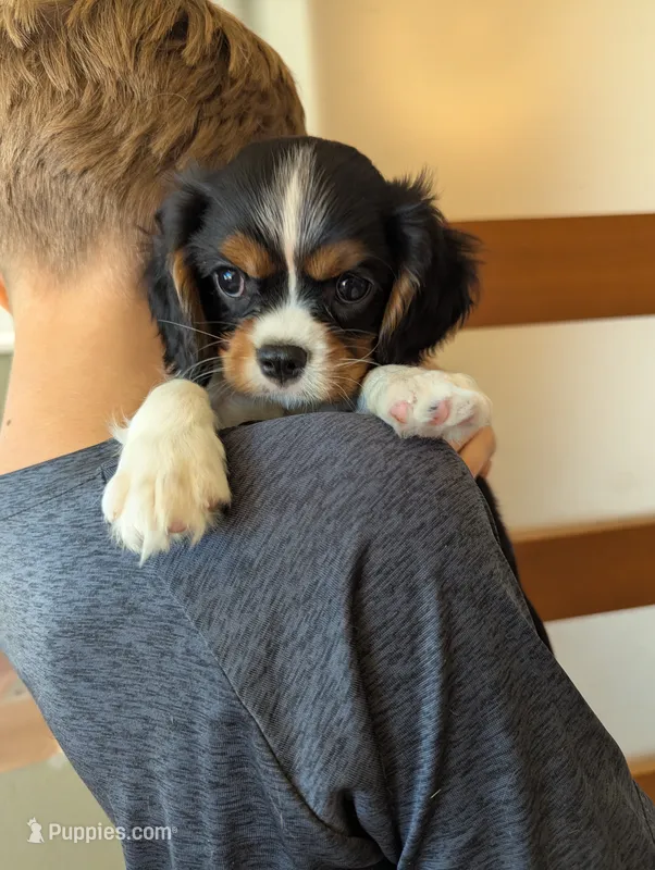 Obsidian  – Cavalier King Charles Spaniel puppy for sale in Medford, OR