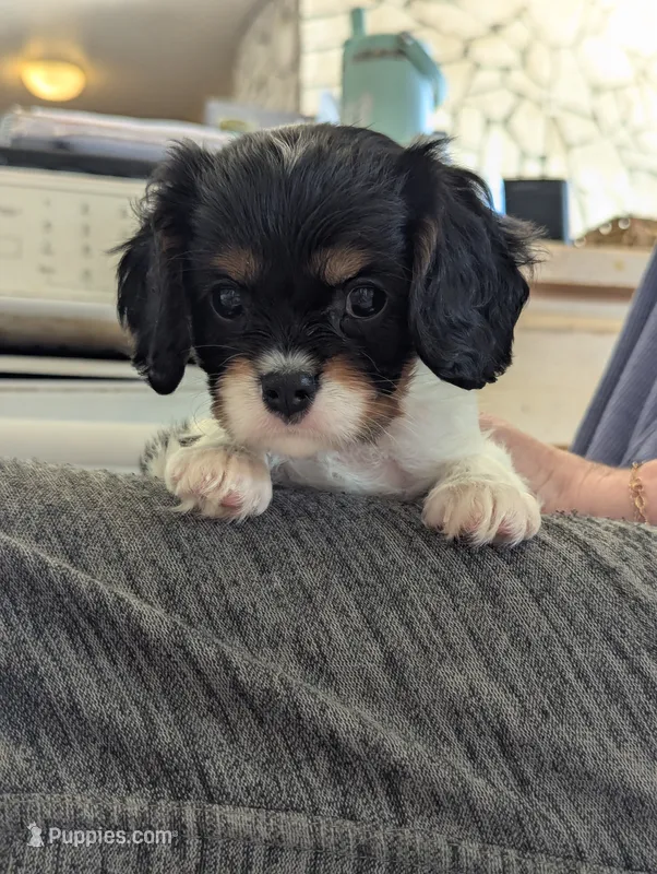 Opal – Cavalier King Charles Spaniel puppy for sale in Medford, OR