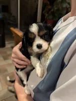 processed/3ecedac2-33ea-4290-a0cc-ecc2d871728d/listing/cf80f841-67f8-42c7-aa85-e655826f4257/d1fe384f-e914-4ae5-9124-5b50ae947b37