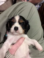 processed/3ecedac2-33ea-4290-a0cc-ecc2d871728d/listing/cf80f841-67f8-42c7-aa85-e655826f4257/e2a7591f-703e-45ce-b4f8-77a61842edf5