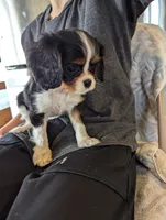 processed/3ecedac2-33ea-4290-a0cc-ecc2d871728d/listing/d499ab7d-3f48-469b-9c2e-471dcd5c7f02/250c4b99-cce3-4e43-8e76-97375b884330