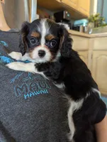 processed/3ecedac2-33ea-4290-a0cc-ecc2d871728d/listing/d499ab7d-3f48-469b-9c2e-471dcd5c7f02/4199e55f-b461-48d0-8b10-2f80ebd0925c