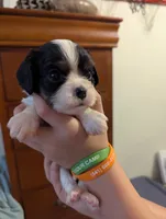 Agate, a male Cavalier King Charles Spaniel for sale in Medford, OR – 3 of 5