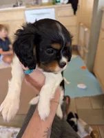 Peridot , a female Cavalier King Charles Spaniel for sale in Medford, OR – 2 of 4