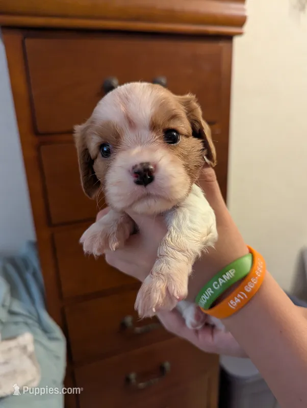 Jasper – Cavalier King Charles Spaniel puppy for sale in Medford, OR