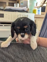 Opal, a female Cavalier King Charles Spaniel for sale in Medford, OR – 3 of 4