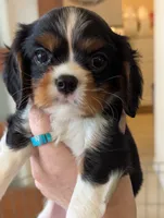 Obsidian , a male Cavalier King Charles Spaniel for sale in Medford, OR – 3 of 4