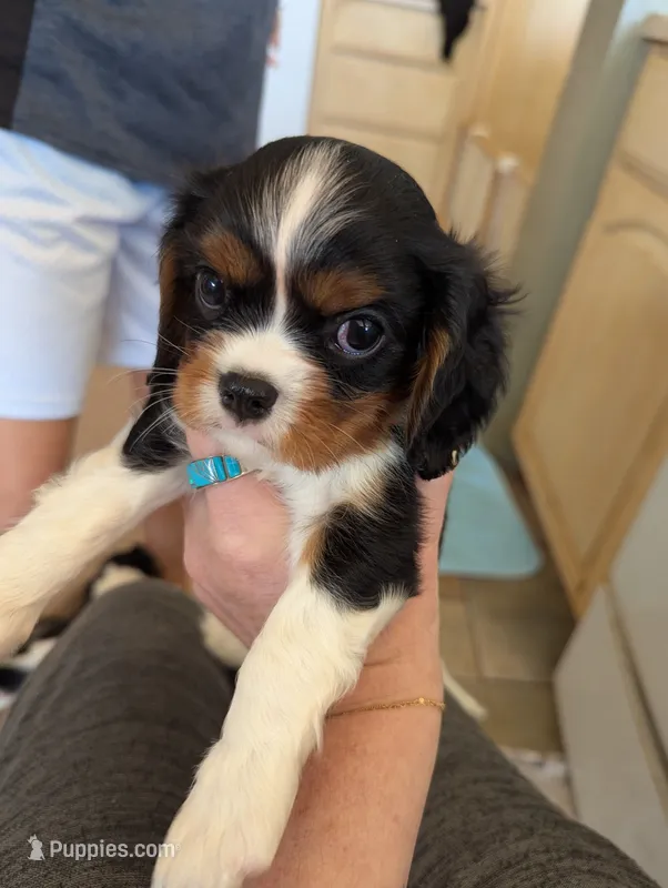 Obsidian  – Cavalier King Charles Spaniel puppy for sale in Medford, OR