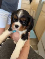 Obsidian , a male Cavalier King Charles Spaniel for sale in Medford, OR – 1 of 4