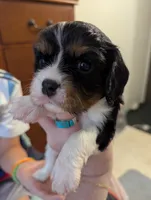 Amethyst , a female Cavalier King Charles Spaniel for sale in Medford, OR – 1 of 5